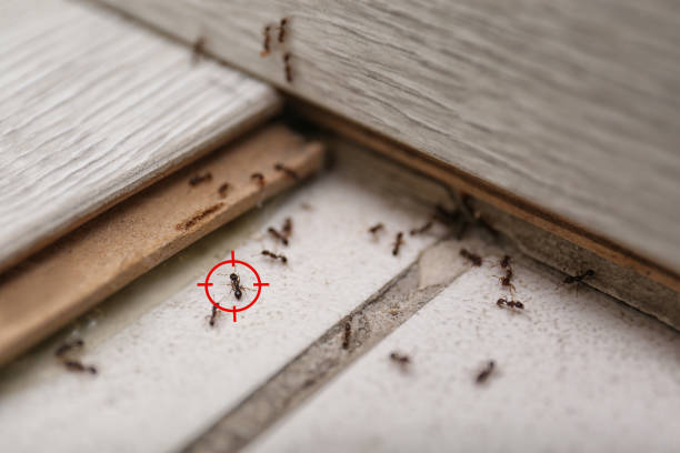 Best Emergency Pest Control  in Harleysville, PA
