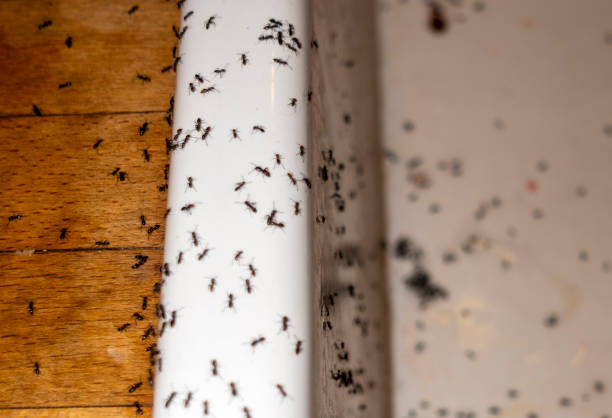 Flea Control Services in Harleysville, PA